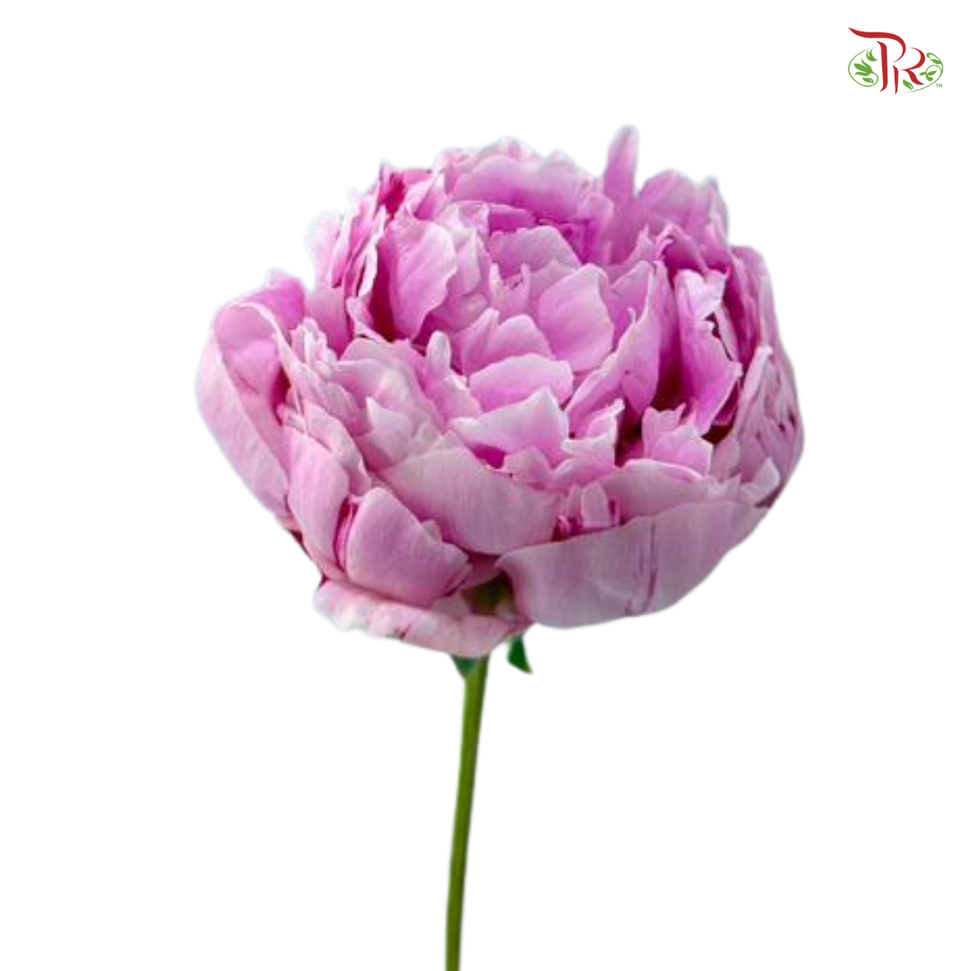 Peony - Sara Pink / Bernhardt (5 Stems) (Small / Medium Head) **Fragile**