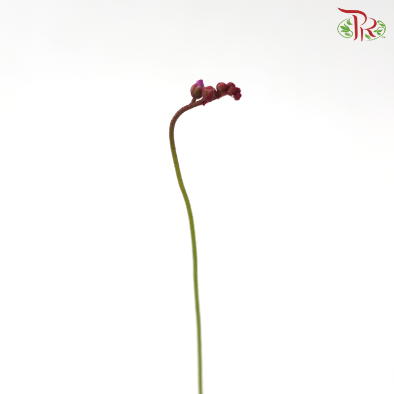 Drosera Aliciae P105《爱丝毛毡苔》Y05 (Random Choose Plant)