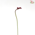 Drosera Aliciae P105《爱丝毛毡苔》Y05 (Random Choose Plant)