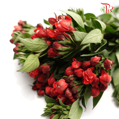 Bouvardia Red - (5 Stems) - Pudu Ria Florist