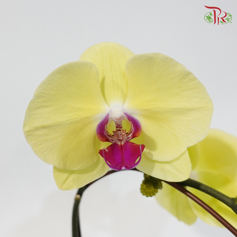 Big Single Stem Phalaenopsis Orchid - Yellow With Red Lips - YR (109-2) (Without Vase)