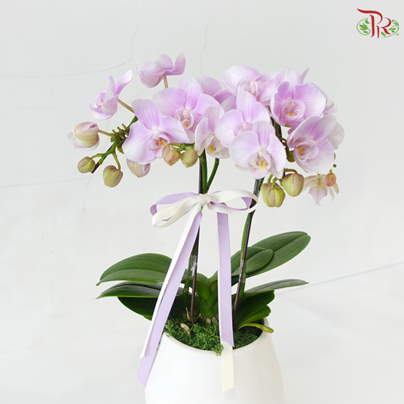 Petite Orchid Orchids Arrangement