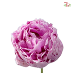 Peony - Sara Pink / Bernhardt (Small / Medium Head) **Fragile**