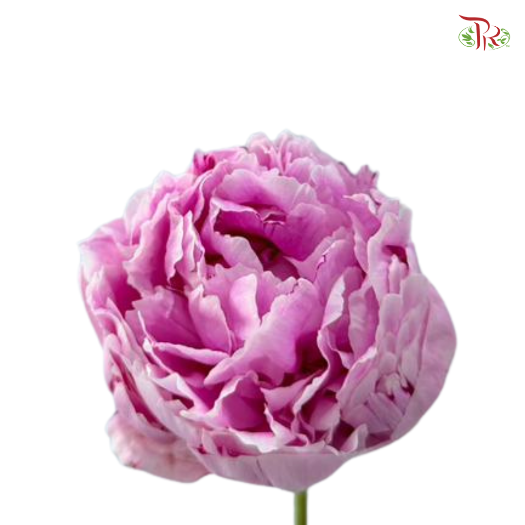 Peony - Sara Pink / Bernhardt (5 Stems) (Small / Medium Head) **Fragile**