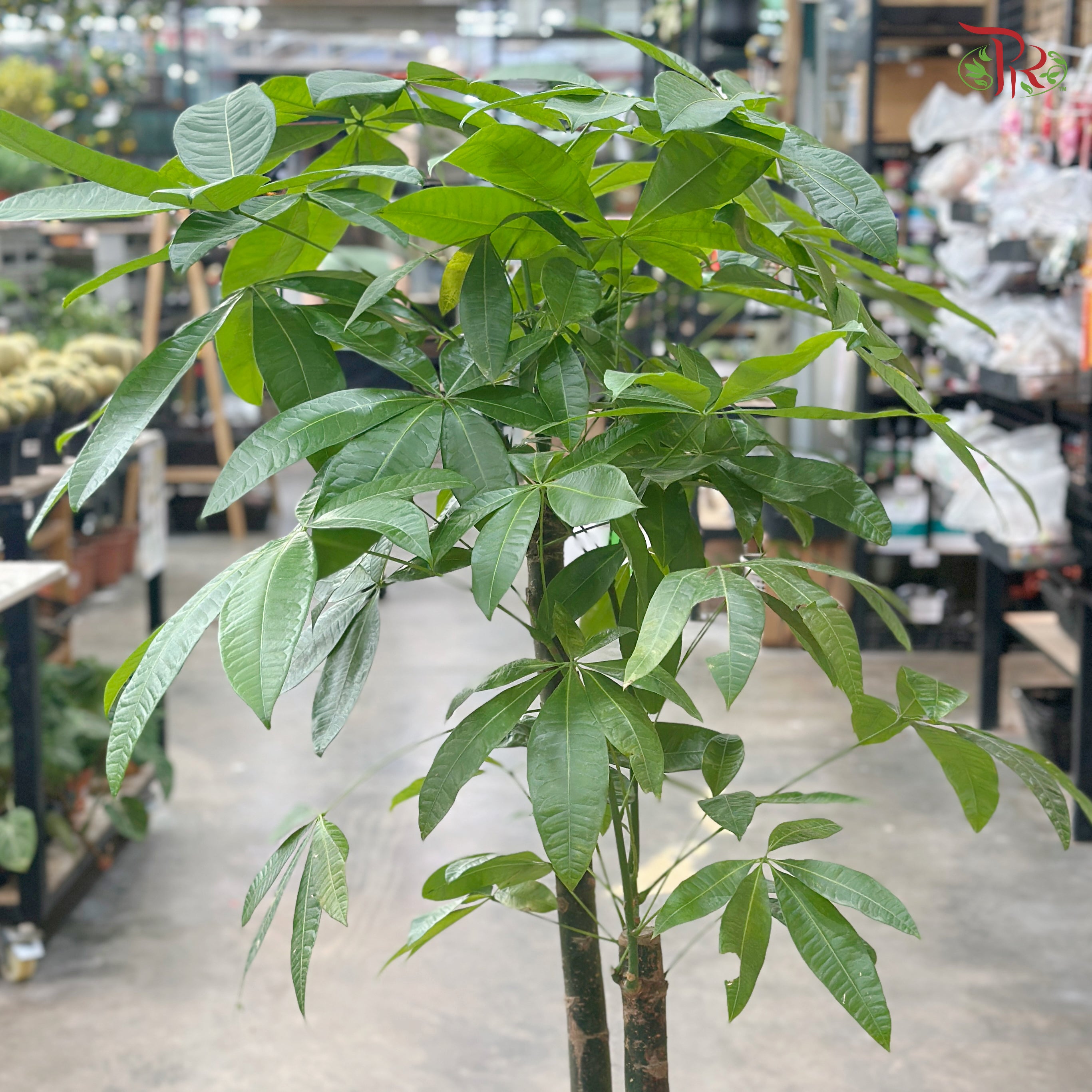 Pachira Multi 5’OH《发财树》