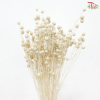 Dry Linum - White (Per Bunch)