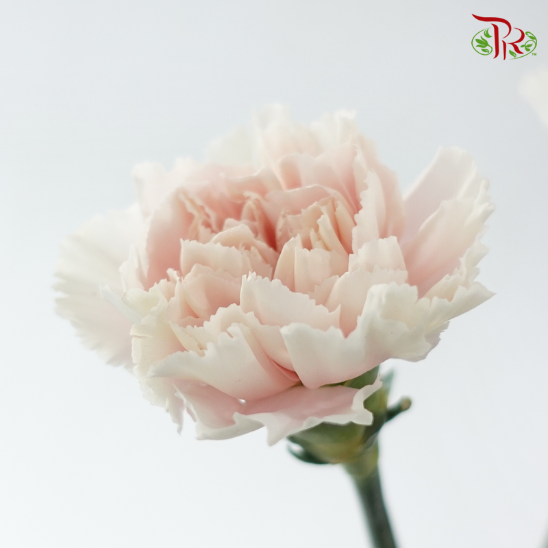 Carnation - Yu You  羽友 (18-20 Stems)