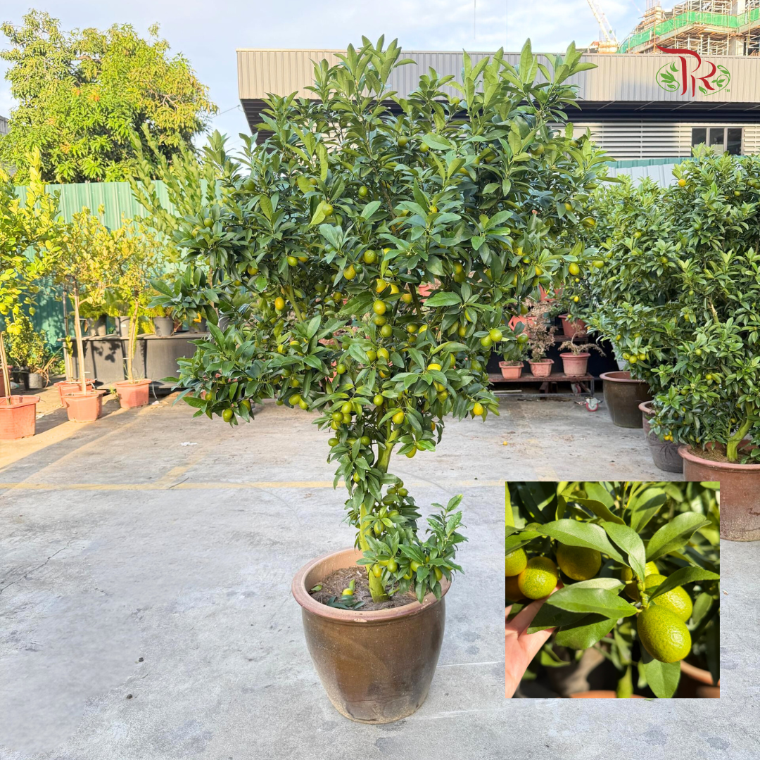 本地桔子树/金桔树 Local Lime Tree/ Kumquat Lime Tree