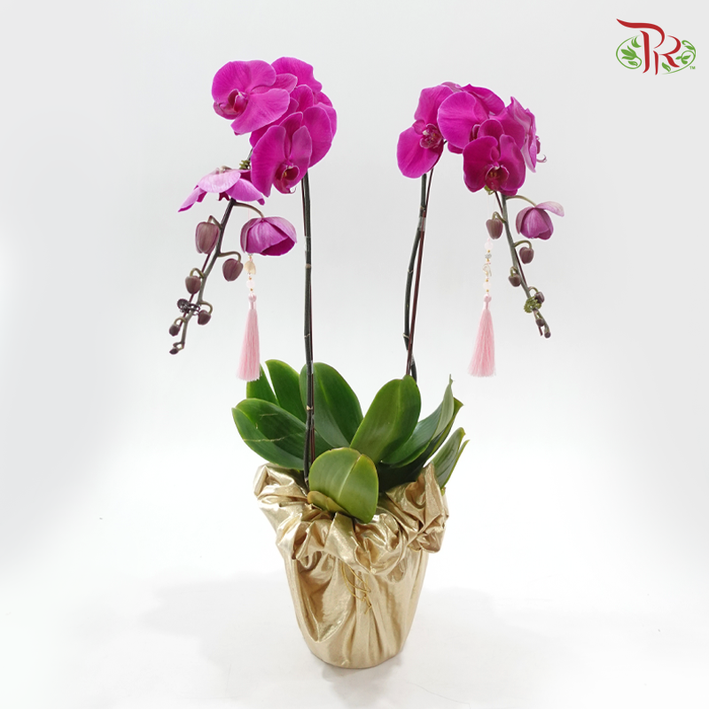 2in1 Orchids Arrangement With Gold Wrapping Cloth (Random Choose Orchid Color, Design & Deco)