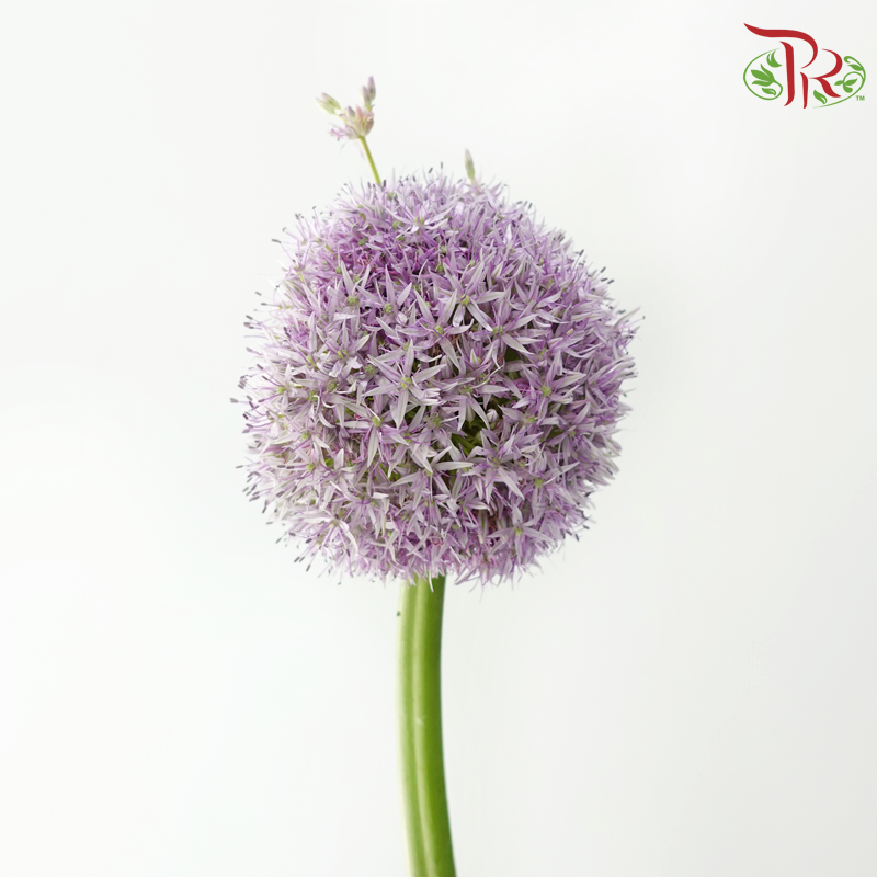 Allium Globemaster (Per Stem)