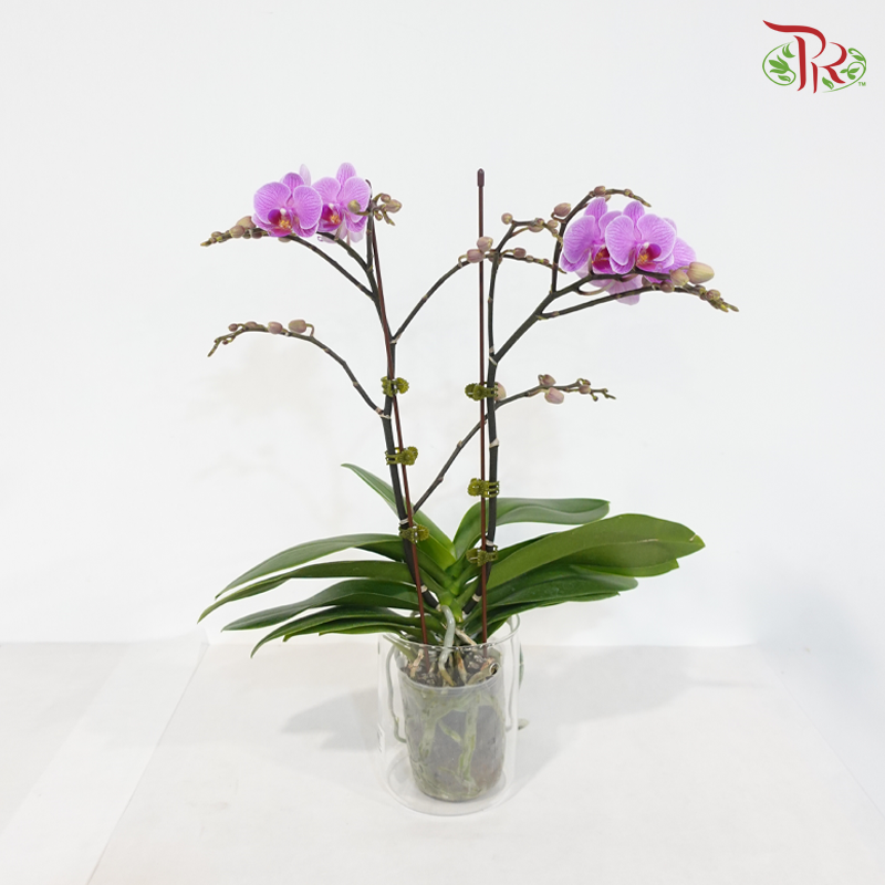 Mini Double Stems Phalaenopsis Orchid - Purple With Purple Lips - M-P (SRM1295) (Without Vase)