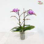 Mini Double Stems Phalaenopsis Orchid - Purple With Purple Lips - M-P (SRM1295) (Without Vase)