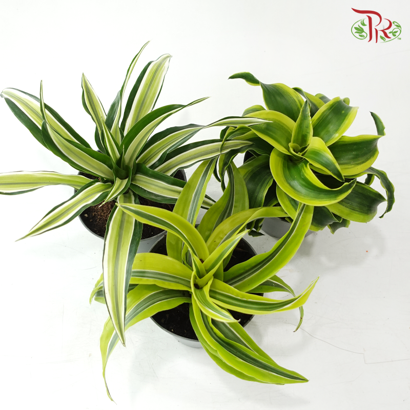 Dracaena  Fragrance Golden Sea 150P《铁树 巴西木》(Random Choose Plant)