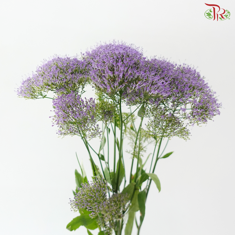 Trachelium - Purple (5 Stems)