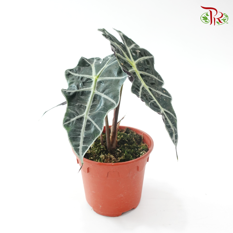Alocasia Polly P150 J01 黑夜观音莲