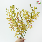 HW Aranda Green Tiger - Green (S) (5 Stems)