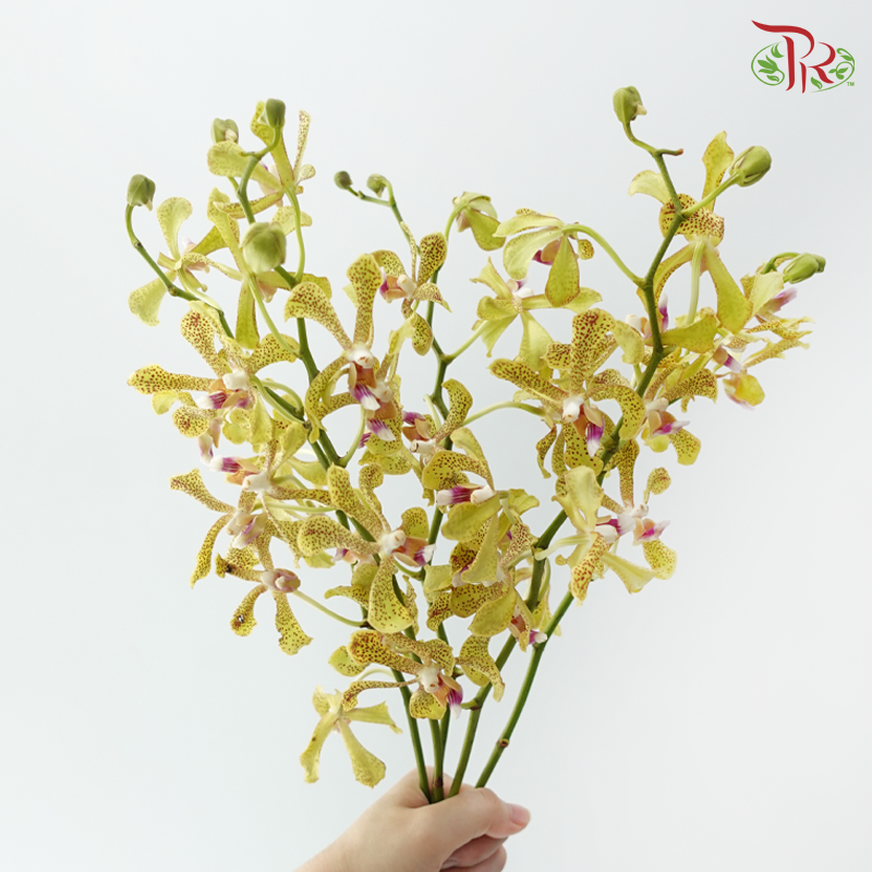 HW Aranda Green Tiger - Green (S) (5 Stems)