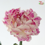 Carnation - Cherry / Dresses Fragrance 樱桃优香 (18-20 Stems)