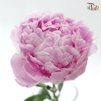 Peony - Sara Pink / Bernhardt (Small / Medium Head) **Fragile**