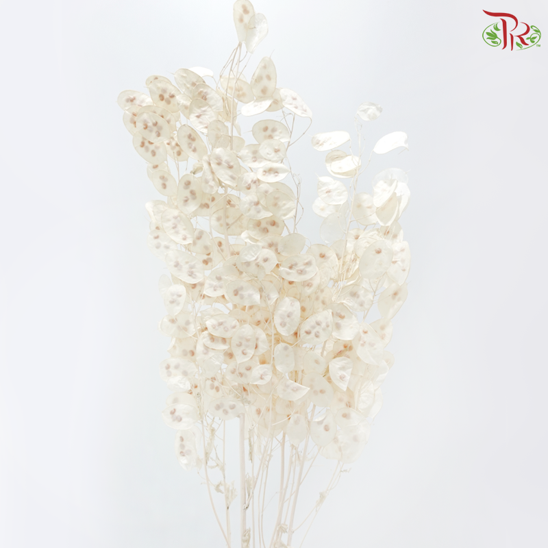 Dry Lunaria Bleached (Per Bunch)