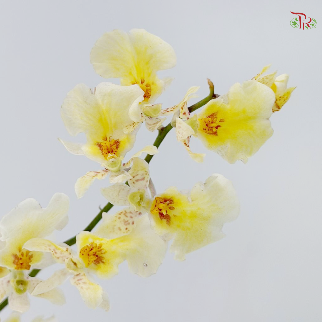 Orchid Oncidium Dancing Lady - White Snow 大文新白-夏雪 (Half Bunch)