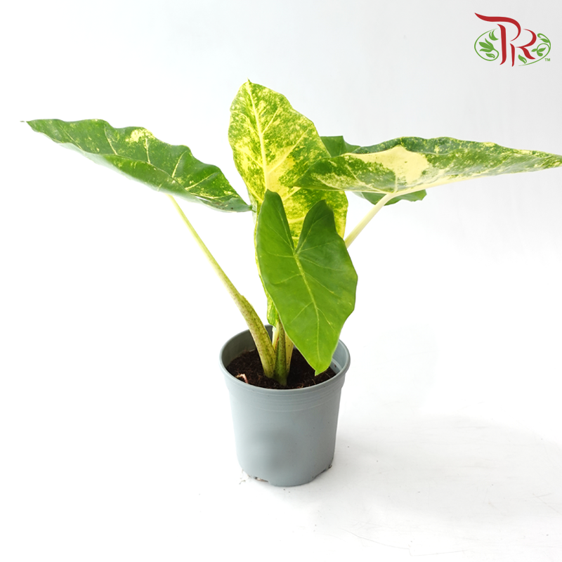 Alocasia Guinea Gold 916 P170《新几内亚黄金海芋》