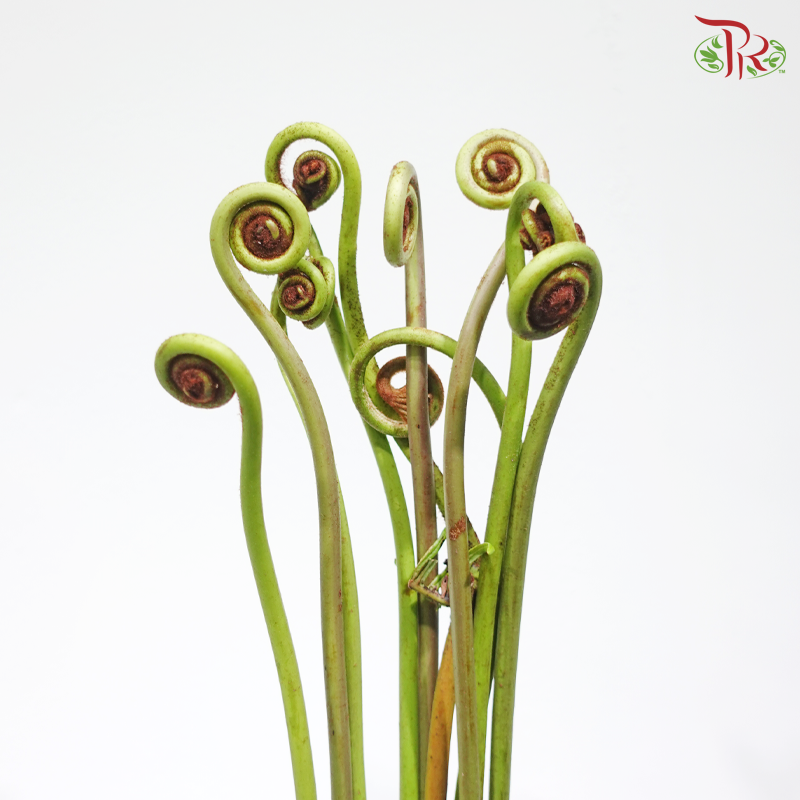 Coil Fern Green (Wild Cat / Fiddle Heaf) (Per Bunch)