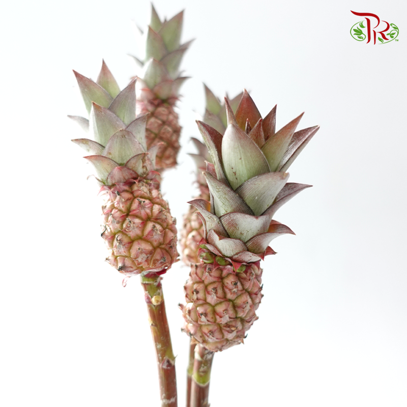 Anana Lucidus (5 Stems)