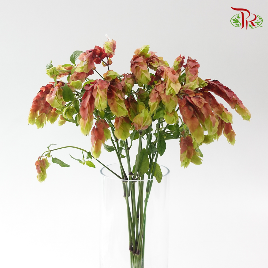 Justicia Brandegeeana Ceviche (10 stems)