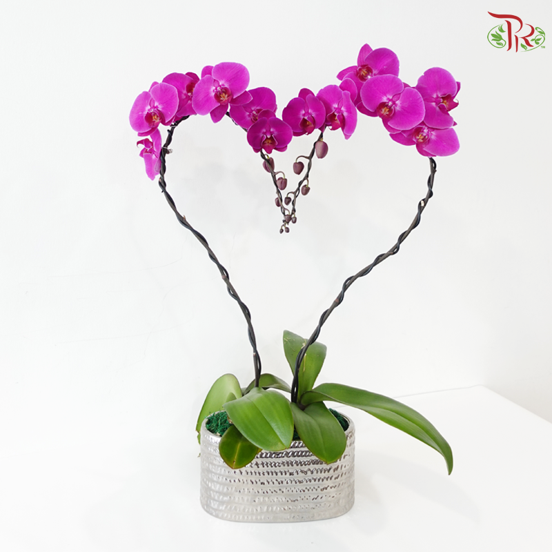 Cupid Orchids Orchids Arrangement