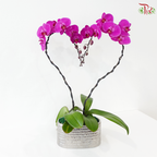 Cupid Orchids Orchids Arrangement