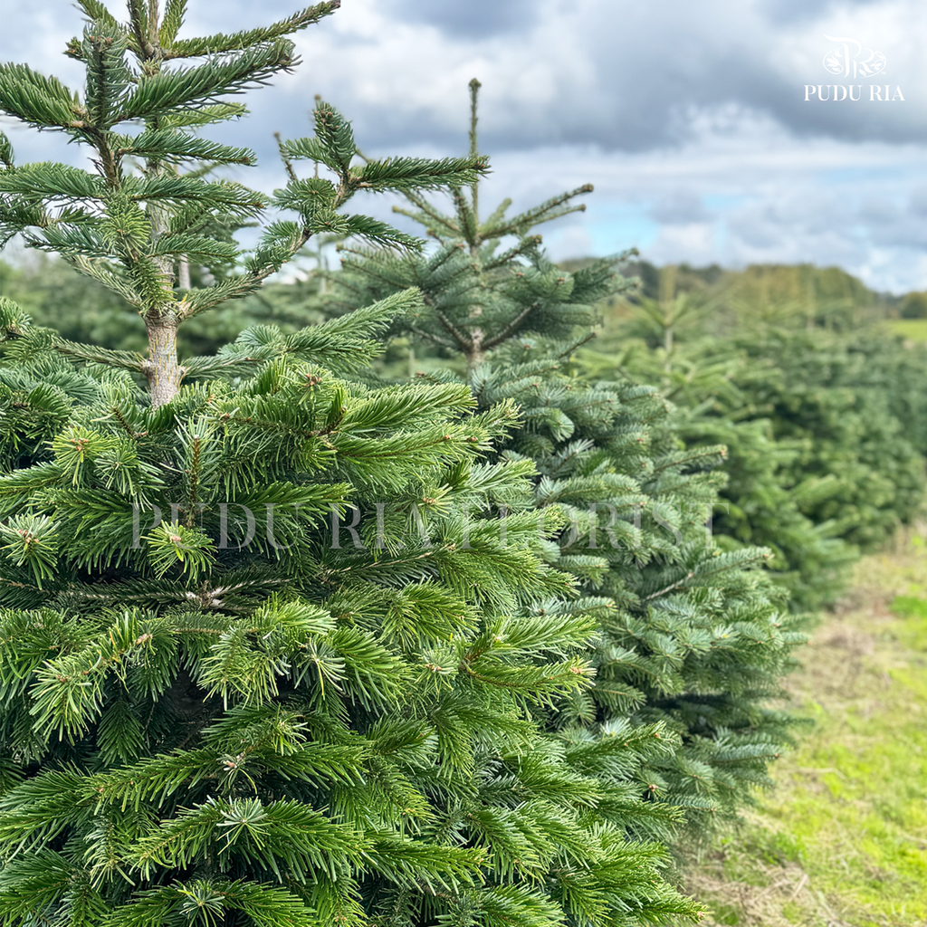 Fresh Christmas Tree