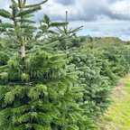 Fresh Christmas Tree