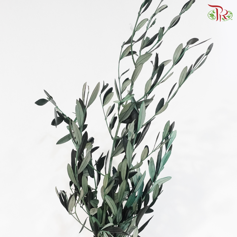 Olive Leaf Preserved - Dyed Dark Green (Per Bunch)