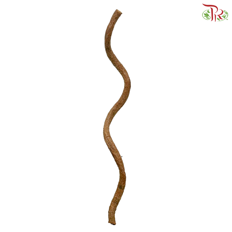 Corylus (4-6FT)  (Per Stem)