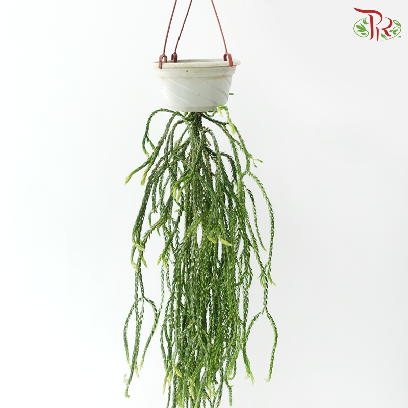 Lycopodiopsida Clubmoss《石松》