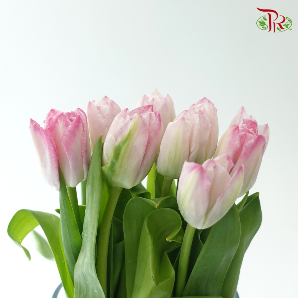 Tulip - Pink (9-10 Stems)