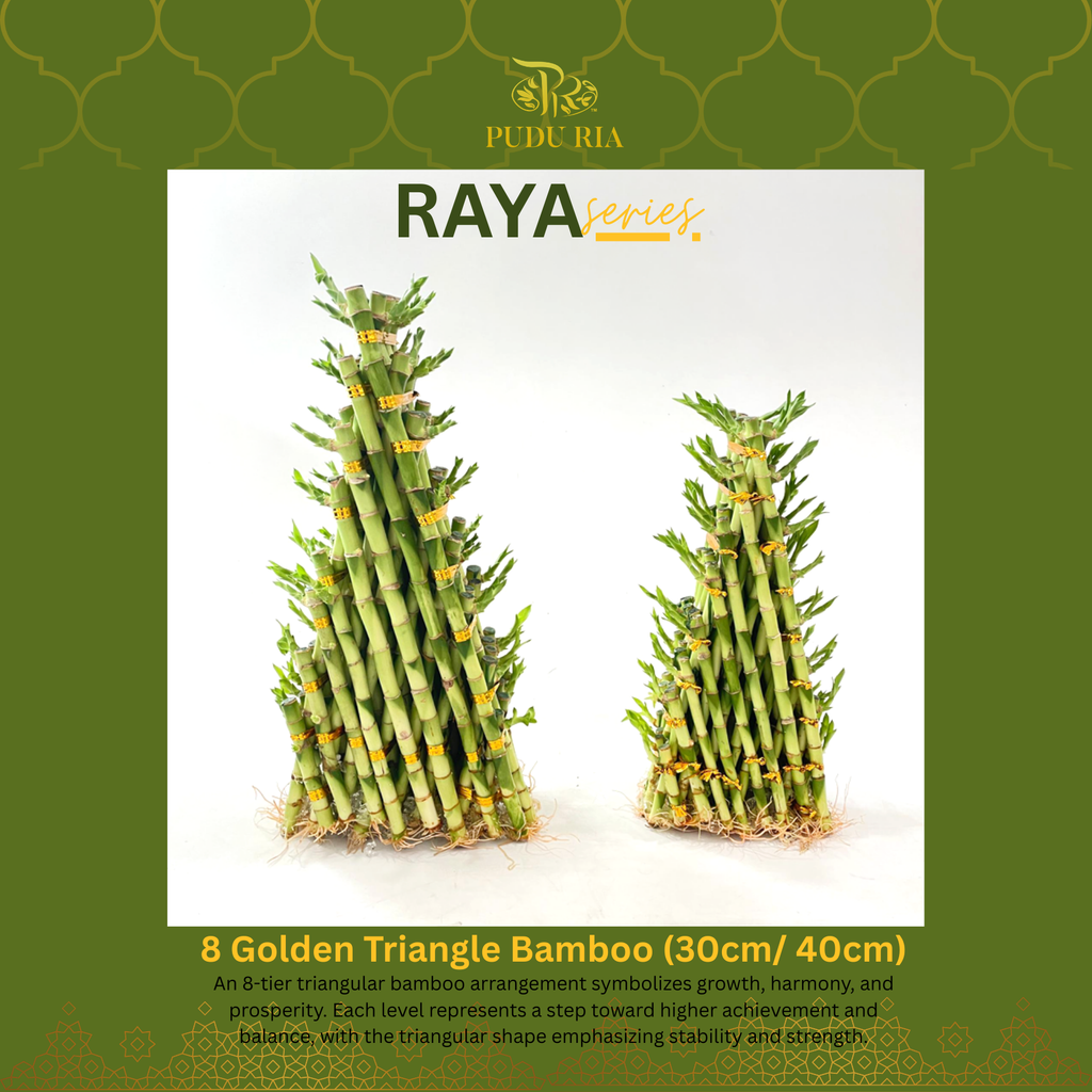 8 Golden Triangle Bamboo (30cm/ 40cm)