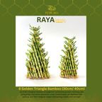 8 Golden Triangle Bamboo (30cm/ 40cm)
