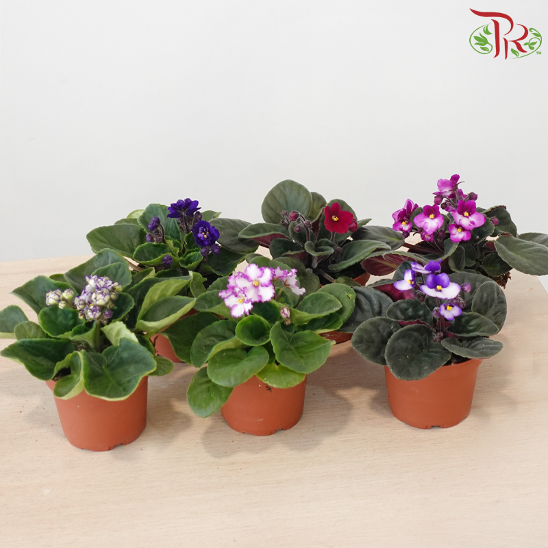 Saintpaulia 105P《紫罗兰》Y05 (Random Choose Colors)