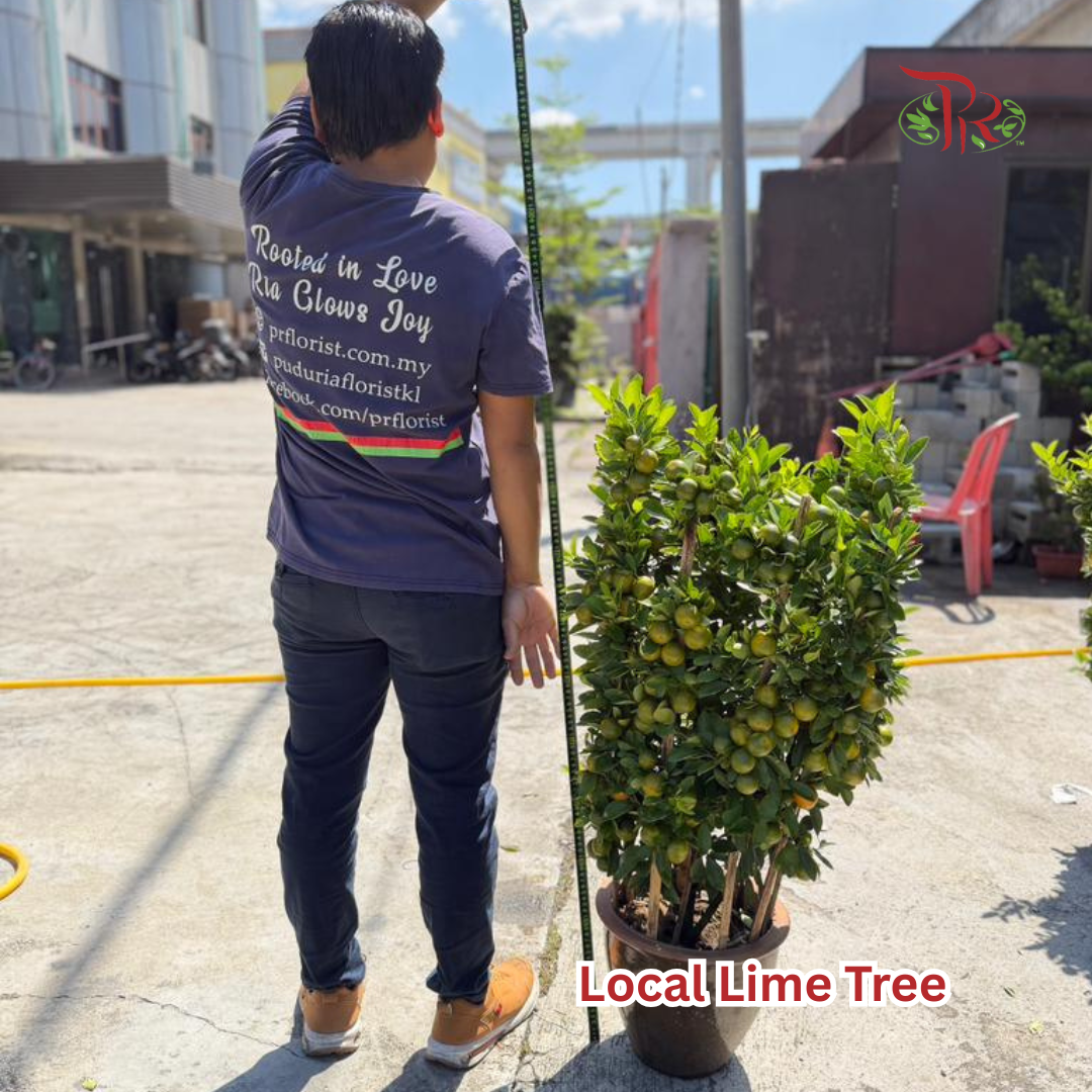 本地桔子树/金桔树 Local Lime Tree/ Kumquat Lime Tree