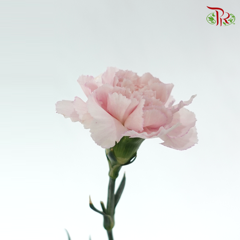 Carnation - Kayla / Pink Bride (18-20 Stems)