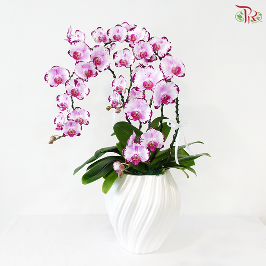 Graceful Aura Orchid Arrangement (Random Choose Orchid Colour) (Pre-Order 3 Days in Advanced)
