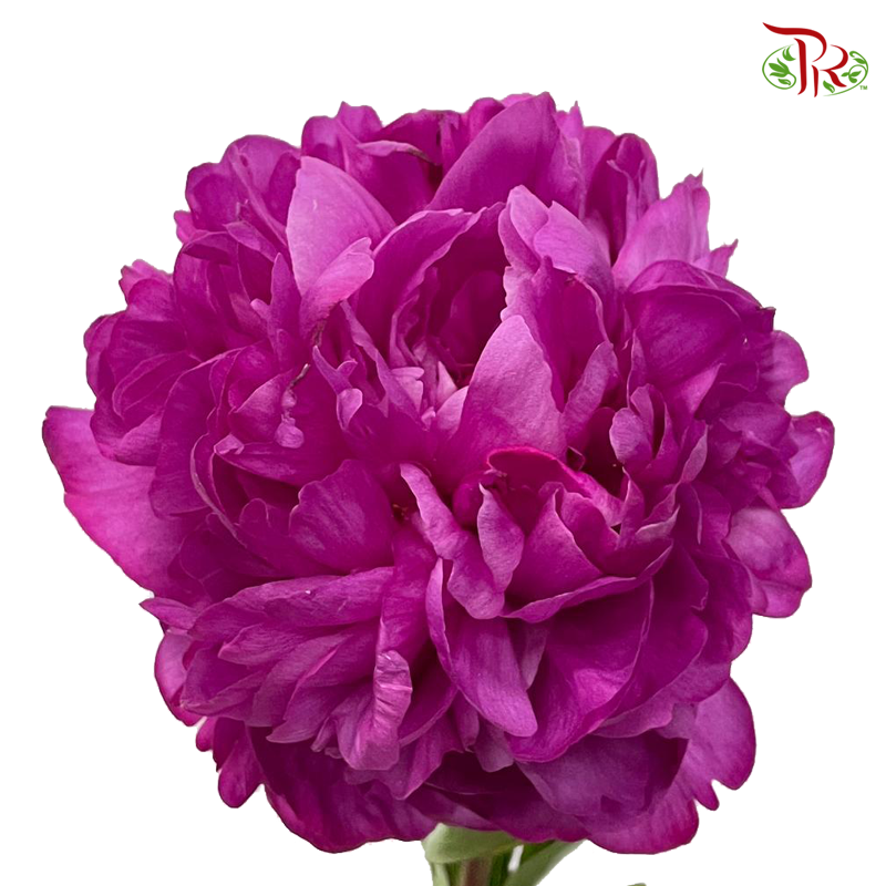Peony - Cherry Pink/ Dark Pink ***FRAGILE (5 Stems)***(Small / Medium Head)