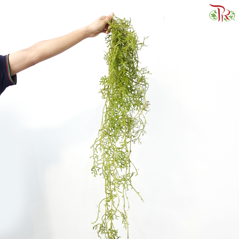 Vernonia Gratiosa (Guo Shan Long) (Per Bunch)