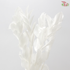 Dry Orange Leaf Dyed - White (Per Bunch)