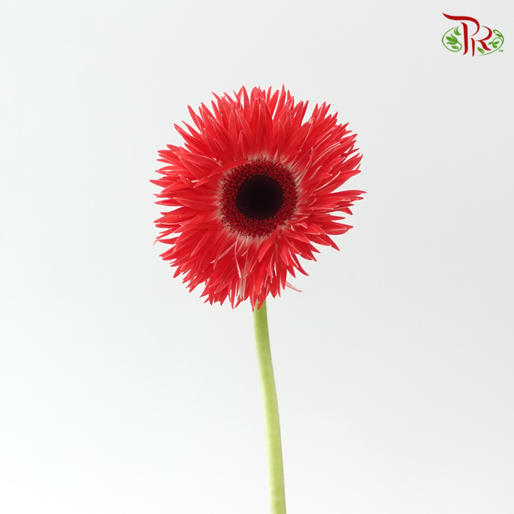 Gerbera Spider / Pasta - Coral Red (5 Stems)
