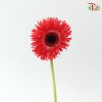 Gerbera Spider / Pasta - Coral Red (5 Stems)