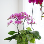 【Mum's Series】Love Grows Here 《爱在这里生长》