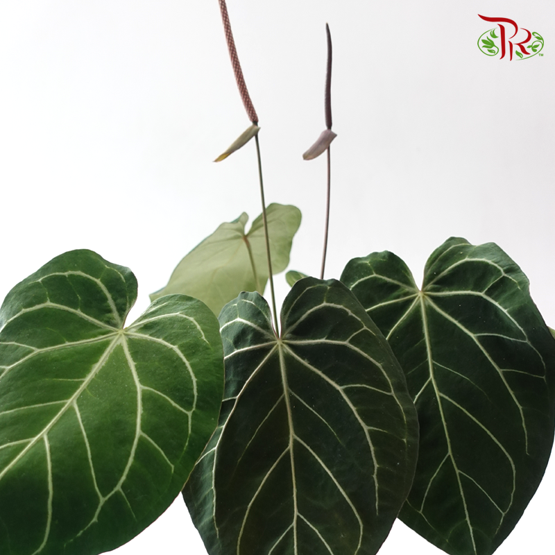 Anthurium Crystallinum P120《水晶花烛》